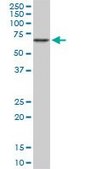Monoclonal Anti-CACNB2 antibody produced in mouse clone 6C4, purified immunoglobulin, buffered aqueous solution