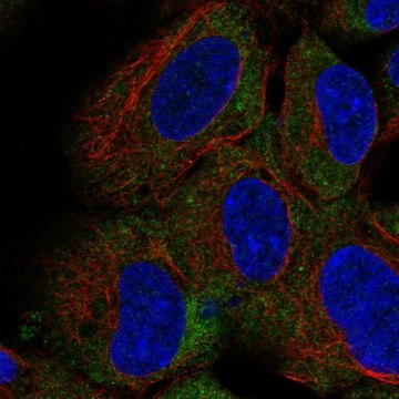 Anti-CD1D antibody produced in rabbit Prestige Antibodies&#174; Powered by Atlas Antibodies, affinity isolated antibody