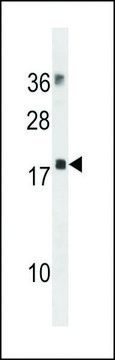 ANTI-MYL12B (N-TERM) antibody produced in rabbit affinity isolated antibody, buffered aqueous solution