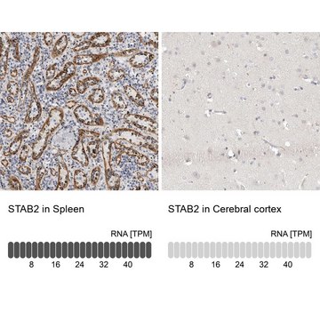 Anti-STAB2 antibody produced in rabbit Prestige Antibodies&#174; Powered by Atlas Antibodies, affinity isolated antibody, buffered aqueous glycerol solution