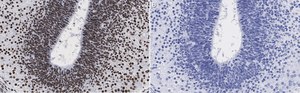 Anti-LMX-1 Antibody, clone 4L12, ZooMAb&#174; Rabbit Monoclonal recombinant, expressed in HEK 293 cells