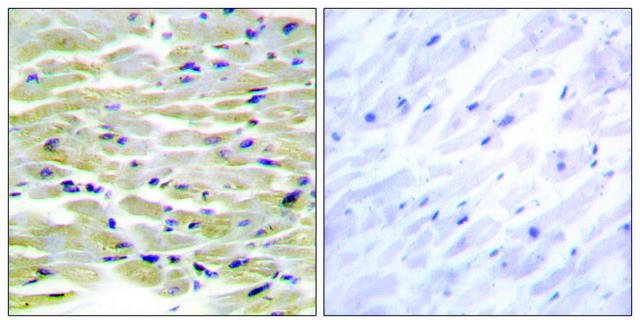 Anti-TENS3 antibody produced in rabbit affinity isolated antibody