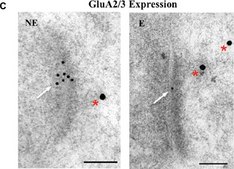 Anti-Glutamate Receptor 2 &amp; 3 Antibody Chemicon&#174;, from rabbit
