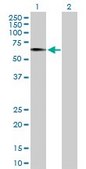 Anti-EGR2 antibody produced in mouse purified immunoglobulin, buffered aqueous solution