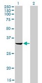 Monoclonal Anti-RNASEH2A antibody produced in mouse clone 3G5-F5, purified immunoglobulin, buffered aqueous solution