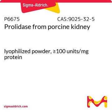 Prolidase from porcine kidney lyophilized powder, &#8805;100&#160;units/mg protein