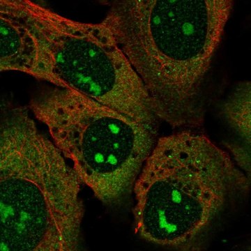 Anti-SPATS2L antibody produced in rabbit Prestige Antibodies&#174; Powered by Atlas Antibodies, affinity isolated antibody