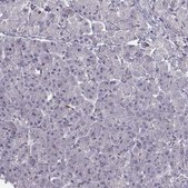 Anti-LRP8 Prestige Antibodies&#174; Powered by Atlas Antibodies, affinity isolated antibody