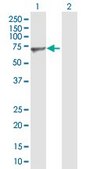 Anti-GNL3 antibody produced in mouse purified immunoglobulin, buffered aqueous solution