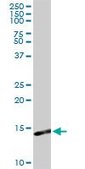 Anti-S100A9 antibody produced in rabbit purified immunoglobulin, buffered aqueous solution