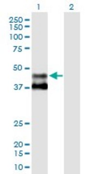 Anti-MMAA antibody produced in mouse purified immunoglobulin, buffered aqueous solution