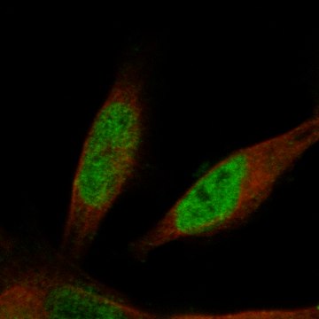 Monoclonal Anti-Prox1 Antibody Produced In Mouse Prestige Antibodies&#174; Powered by Atlas Antibodies, clone CL13474, affinity isolated antibody, buffered aqueous glycerol solution
