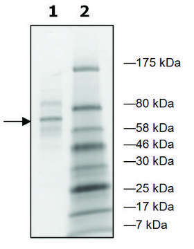 AEBP2 human recombinant, expressed in baculovirus infected Sf9 cells, &#8805;48% (SDS-PAGE)