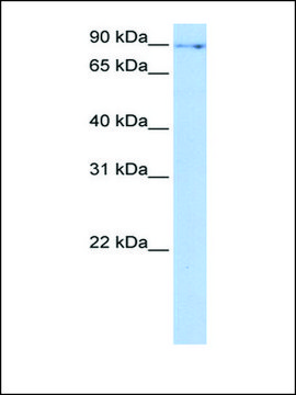 Anti-NUFIP2 antibody produced in rabbit affinity isolated antibody