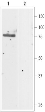 Anti-Chloride Channel CLC-5 (Clcn5) antibody produced in rabbit affinity isolated antibody, lyophilized powder