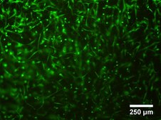 TissueFab&#174; bioink&nbsp; Alg(Gel)ma -Vis/525 nm