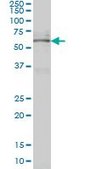 Monoclonal Anti-NR4A2 antibody produced in mouse clone 2B11, purified immunoglobulin, buffered aqueous solution