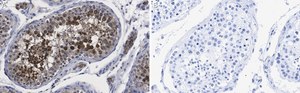 Anti-Centrin Antibody, clone 20H5 ZooMAb&#174; Mouse Monoclonal recombinant, expressed in HEK 293 cells