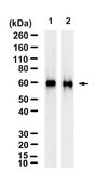 Anti-Mitochondria Antibody, clone 113-1 ZooMAb&#174; Mouse Monoclonal recombinant, expressed in HEK 293 cells