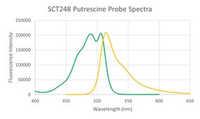 BioTracker&#8482; Putrescine Polyamine Green Fluorescent Live Cell Probe