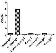 Alpaca Anti-Chicken IgY single domain Antibody recombinant Alpaca(VHH) Nano antibody