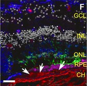 Anti-Rhodopsin Antibody, CT, last 9 amino acids, clone Rho 1D4 clone Rho 1D4, Chemicon&#174;, from mouse