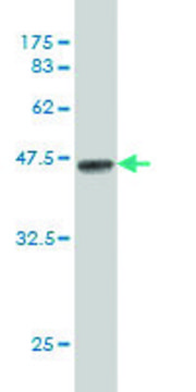 Monoclonal Anti-HS3ST2 antibody produced in mouse clone 5D5, purified immunoglobulin, buffered aqueous solution