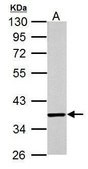 Monoclonal Anti-COPS5 antibody produced in mouse
