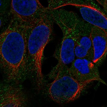 Anti-Ccdc22 Antibody Produced In Rabbit Prestige Antibodies&#174; Powered by Atlas Antibodies, affinity isolated antibody, buffered aqueous glycerol solution