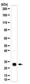 Anti-Aquaporin 1 Antibody 1.0&#160;mg/mL, Chemicon&#174;