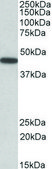 Anti-PBX1 antibody produced in goat affinity isolated antibody, buffered aqueous solution