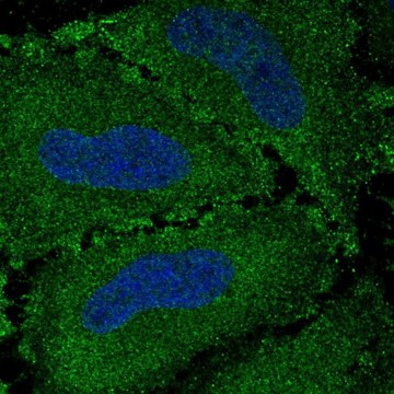 Anti-VWA7 antibody produced in rabbit Prestige Antibodies&#174; Powered by Atlas Antibodies, affinity isolated antibody