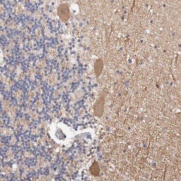 Anti-DOPEY1 antibody produced in rabbit Prestige Antibodies&#174; Powered by Atlas Antibodies, affinity isolated antibody, buffered aqueous glycerol solution, ab1