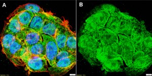 Anti-&#948; Tubulin Antibody, clone 1B20 ZooMAb&#174; Rabbit Monoclonal recombinant, expressed in HEK 293 cells