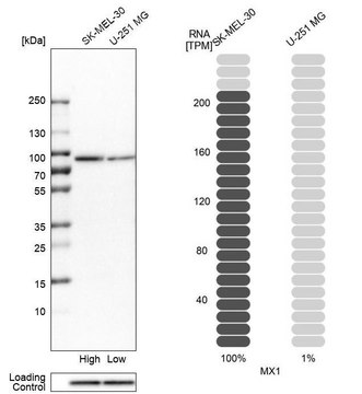 Anti-MX1 antibody produced in rabbit Prestige Antibodies&#174; Powered by Atlas Antibodies, affinity isolated antibody, buffered aqueous glycerol solution