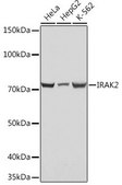 Anti-IRAK2 antibody produced in rabbit