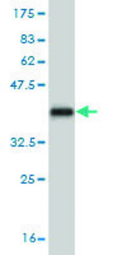 Monoclonal Anti-CRLF2 antibody produced in mouse clone 4A11, purified immunoglobulin, buffered aqueous solution