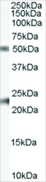 Anti-Fibulin 5/FBLN5 antibody produced in goat affinity isolated antibody, buffered aqueous solution