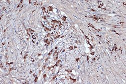 Anti-Xanthine Oxidase (XDH) antibody produced in rabbit