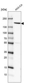 Anti-PEX1 antibody produced in rabbit Prestige Antibodies&#174; Powered by Atlas Antibodies, affinity isolated antibody, buffered aqueous glycerol solution