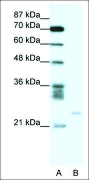 Anti-BCL2A1 antibody produced in rabbit affinity isolated antibody