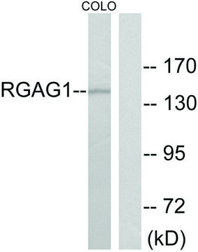 Anti-RGAG1 antibody produced in rabbit affinity isolated antibody
