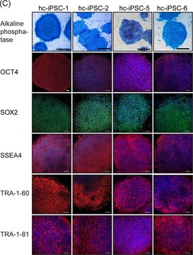 Anti-TRA-1-60 Antibody, clone TRA-1-60 clone TRA-1-60, Chemicon&#174;, from mouse