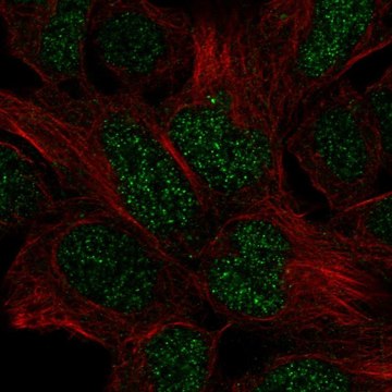 Anti-EN2 antibody produced in rabbit Prestige Antibodies&#174; Powered by Atlas Antibodies, affinity isolated antibody