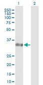 Anti-STX2 antibody produced in rabbit purified immunoglobulin, buffered aqueous solution