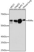 Anti-RXR&#945; Antibody, clone 6Y10M1, Rabbit Monoclonal