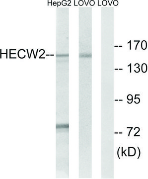 Anti-HECW2 antibody produced in rabbit affinity isolated antibody