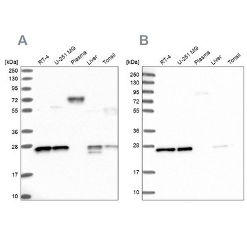 Anti-MESDC2 Prestige Antibodies&#174; Powered by Atlas Antibodies, affinity isolated antibody, buffered aqueous glycerol solution
