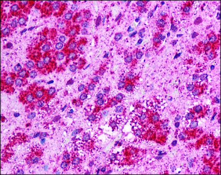 Anti-TMEM33 antibody produced in rabbit affinity isolated antibody
