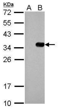 Monoclonal Anti-S Tag antibody produced in mouse clone GT247, affinity isolated antibody